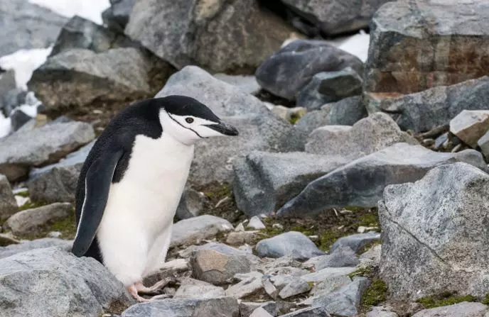 Fakta Unik, Chinstrap penguin Melakukan Microsleep Ribuan Kali dalam Sehari